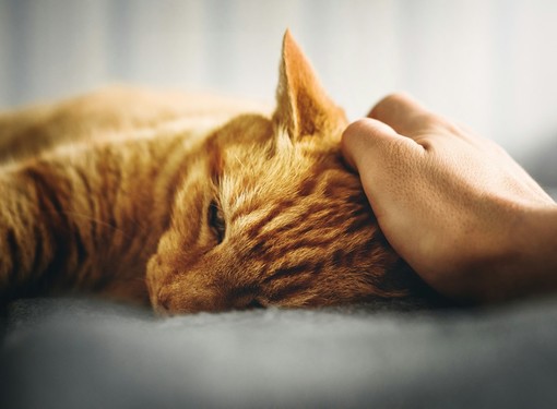 Segnali di Allarme: Il Tuo Gatto Vomita Spesso?