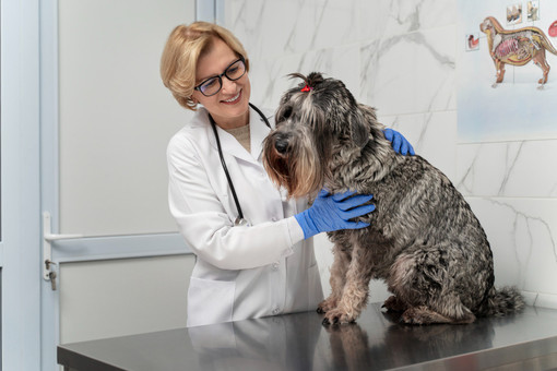 Displasia dell'Anca nei Cani: Sintomi, Trattamento e Prevenzione